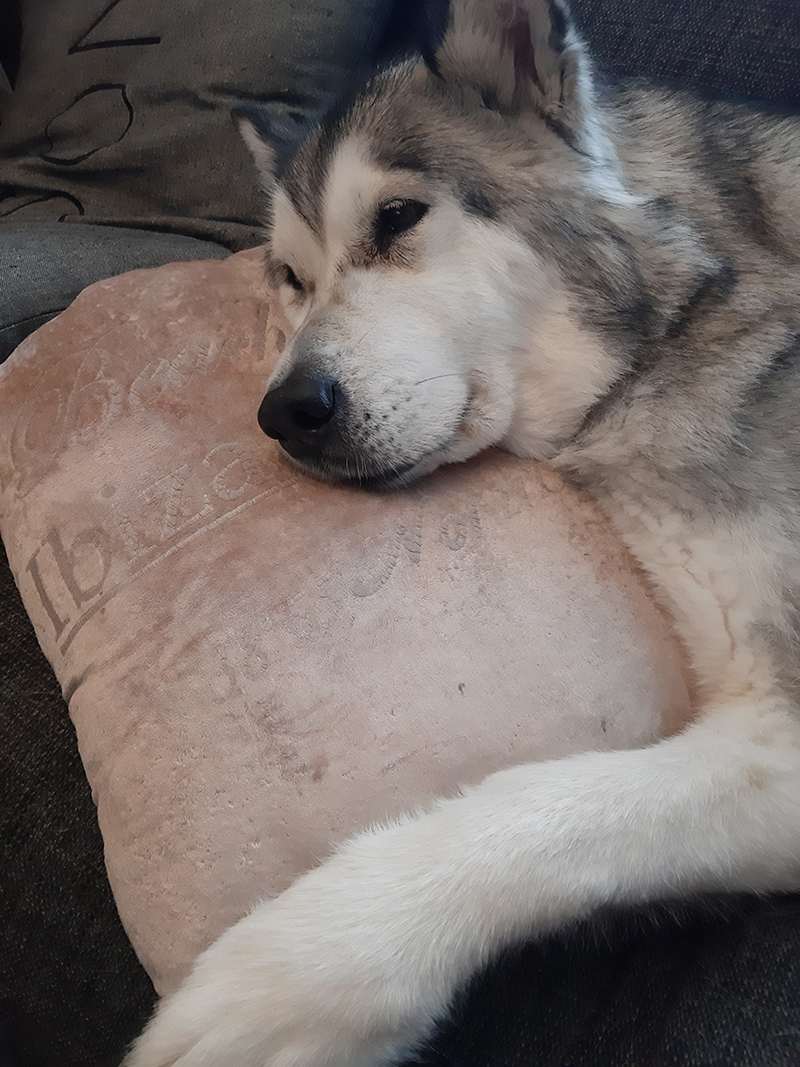Kuvassa Pirten asiakaspalvelijan Annen Halla-koira lepäilee pehmeää tyynyä vasten. Halla on alaskanmalamuutti ja näyttää vähän sudelta.