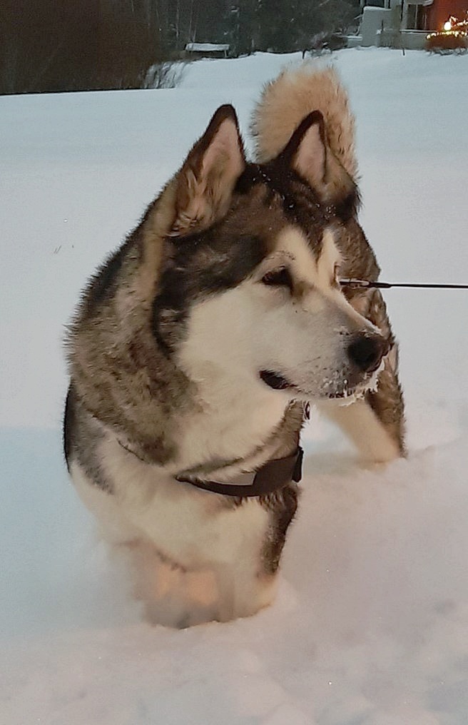 Halla-koira lumihangessa